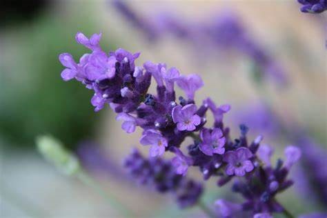 Lavender Plant